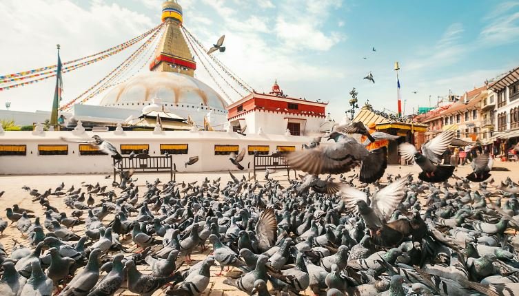 Large pigeons flock walking and flying on pavement with the Boudhanath Stupa background in Kathmandu, Nepal.